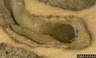 Larva of the native North American parasitoid
