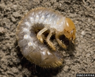 Larva of the Japanese beetle