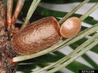 Cocoon (emerged) of introduced pine sawfly