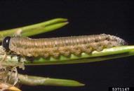 Larvae of European pine sawfly
