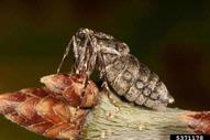 Wingless female adult of winter moth