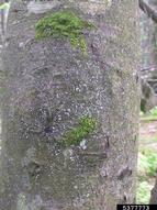 Bark cracking and growth of epiphytes (here, moss) on trunk are other signs of beech bark disease