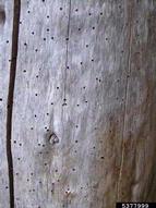 Emergence holes of striped ambrosia beetles