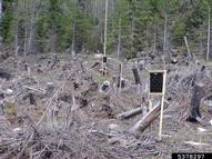 Traps used to detect engraver beetles or for mass trapping