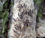 Newly hatched caterpillars of European gypsy moth on egg mass, preparing to disperse by crawling or blowing in the wind on silk threads