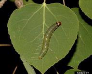 Mature larva of large aspen tortrix