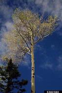 Quaking aspen defoliated by large aspen tortrix