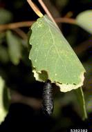 Pupa of large aspen tortrix