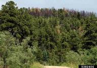 Stands of ponderosa pines killed by western pine beetle