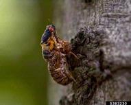 Adult of a periodical cicada as it begins to molt from the last nymphal instar after its emergence from the soil