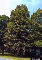 Flagging of branches due to oviposition wounds of periodical cicada