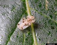 Adult of oak lacebug