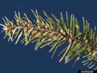 Balsam gall midge galls on balsam fir