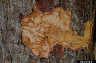 Larva visible on the damaged trunk of a western soapberry tree