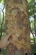 Damage on the trunk of a western soapberry tree from soapberry borer is highly visible, appearing as scaled patches where birds have picked off the bark on in search of larvae, exposing galleries