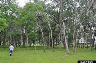 Damage to group of western soapberry trees by soapberry borer in Houston, Texas