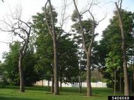 Black walnut trees dying or dead due to thousand cankers disease
