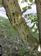 Weeping wounds are signs of attack by walnut twig beetle on English walnut