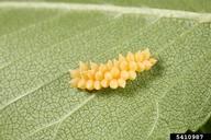 Cluster of elm leaf beetle eggs