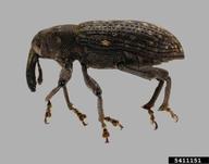 Adult of the pine root collar weevil