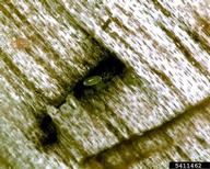 Egg of redbay ambrosia beetle, inside gallery cut by female beetle