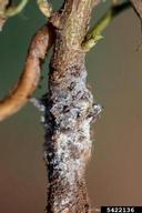 Stem of serviceberry infested by woolly elm aphid