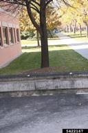 Dark discoloration on cement caused by sooty mold growing on honeydew dripping from linden tree infested by linden aphid