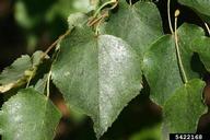 Honeydew and sooty mold on linden, typical signs of linden aphid