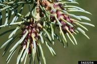 Close view of living galls of Cooley spruce gall adelgid