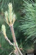 Damage to red pine by European pine sawfly larvae; note that only old needles are eaten