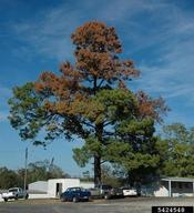 Attacks of the small southern pine engraver on larger trees are concentrated in the top of a loblolly pine