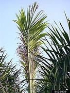 Damage to Florida royal palm frond by the royal palm bug