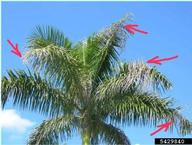 Whole tree view of damage to Florida royal palm frond by the royal palm bug