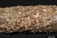 Camphor scales on wax-myrtle twig