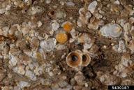 Camphor scales on wax-myrtle with scale covers turned over to reveal scale bodies (orange)