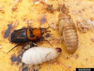 Larva and pupa of red palm weevil (red form of adult, from France)