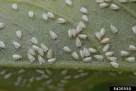 Adult of citrus whitefly