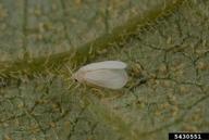 Adult of citrus whitefly