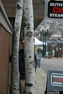 Aspen trees in Aspen, Colorado, that are heavily infested with willow scale
