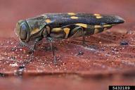 Adult goldspotted oak borer