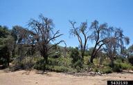 Dead oaks in California oak-savannah due to attack by goldspotted oak borer