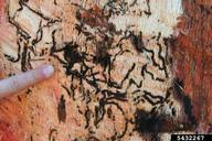 Larval galleries of goldspotted oak borer under bark
