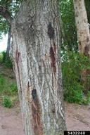 Wet stains on bark caused by feeding of larvae are signs of goldspotted oak borer infestations