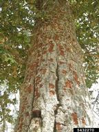 Scaled areas where woodpeckers have removed larvae are signs of goldspotted oak borer infestations