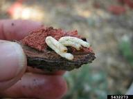 Mature, J-shaped larva of goldspotted oak borer (see folded 