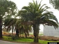 Landscape palm damaged by invasive red palm weevils 