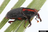 Adult red palm weevil (dark form found in California)