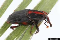 Adult red palm weevil (dark form found in California)