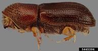 Adult of the walnut twig beetle