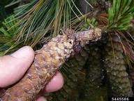 Pitch tube of lodgepole cone beetle at base of cones in western white pine at site of adult entrance
